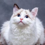 how to prevent your cat from going outside the house
