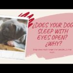 Dog sleeping with open eyes