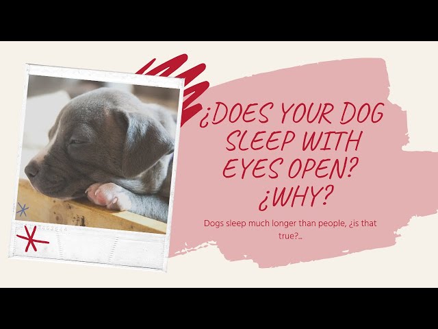 Dog sleeping with open eyes