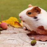 How can you know the age of your guinea pig