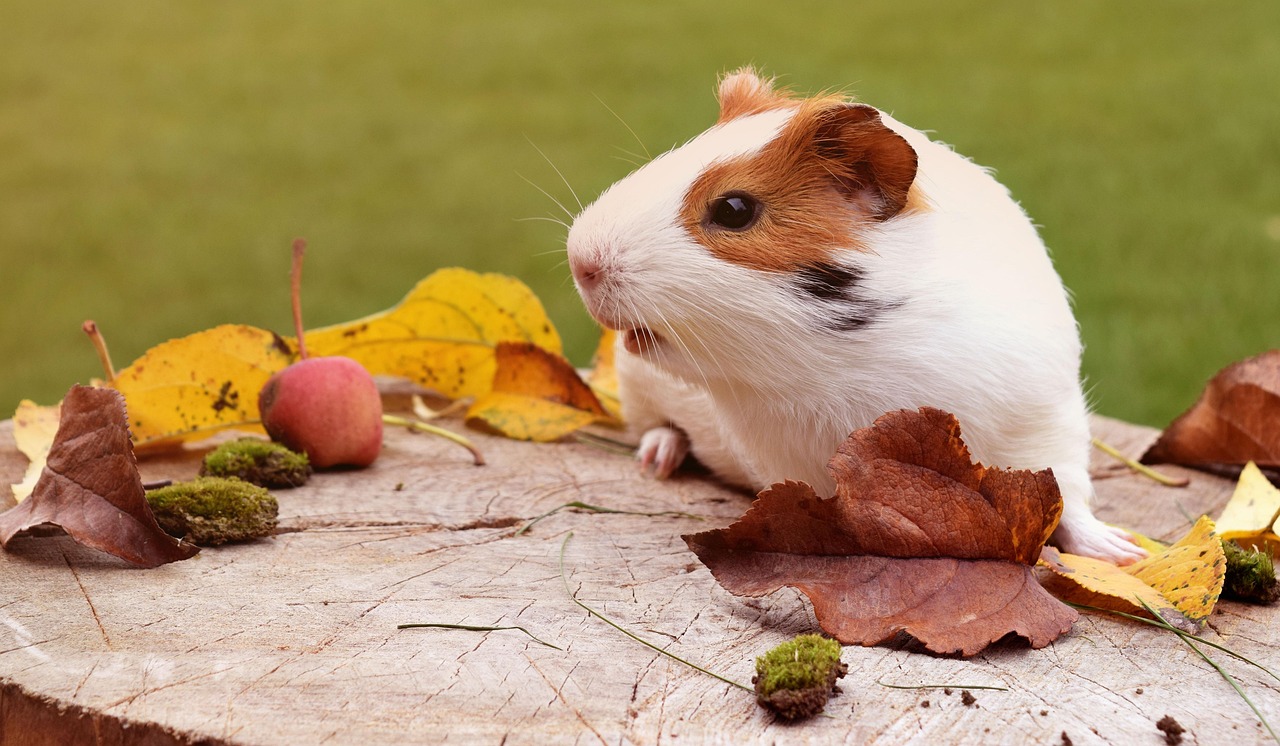 How can you know the age of your guinea pig